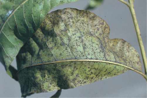 Close-up of two pecan tree leaves with sooty mold, showing dark, speckled patterns.