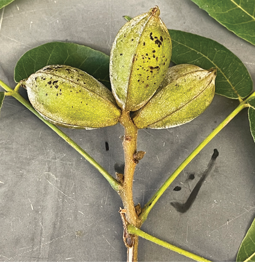 Three green pecan nuts with powdery mildew and black spots on a twig with green leaves.