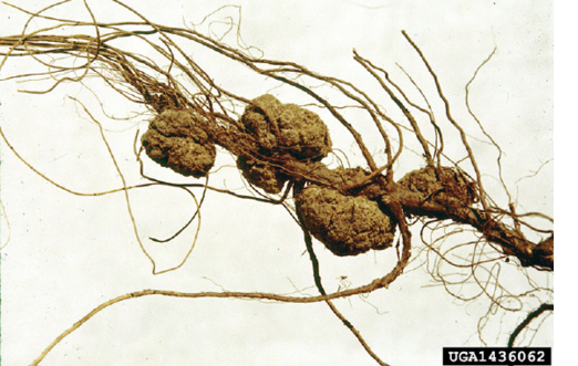 Pecan roots with crown gall disease, featuring rough, brown galls.