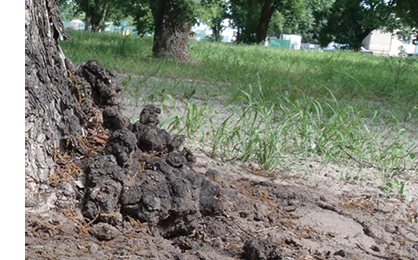 Crown gall growths on the roots of a pecan tree trunk, surrounded by grass and trees.