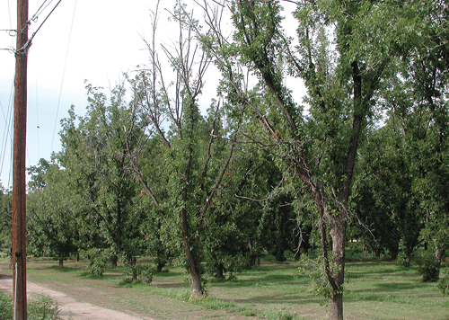 A grove of trees with visible dieback and sparse foliage near a dirt path and utility pole.