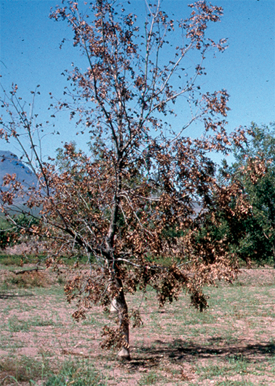 Fig. 01: Photograph of pecan tree killed by Phymatotrichopsis omnivora.