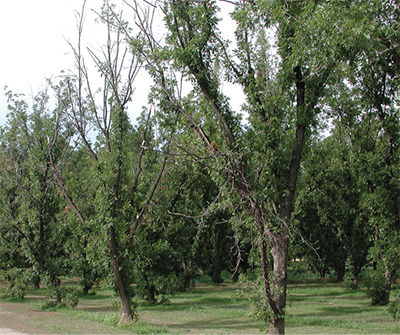 Fig. 11: Photograph of dieback and tree decline caused by root-knot nematode.