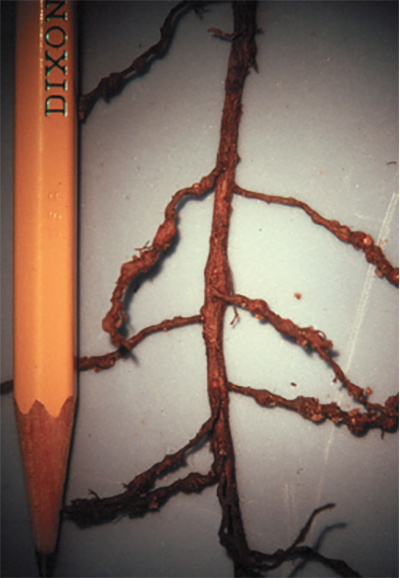 Fig. 12: Photograph of galls on pecan roots caused by root-knot nematode.