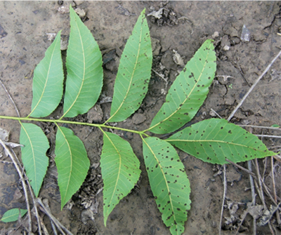 Fig. 13: Photograph of early scab infection on pecan foliage.