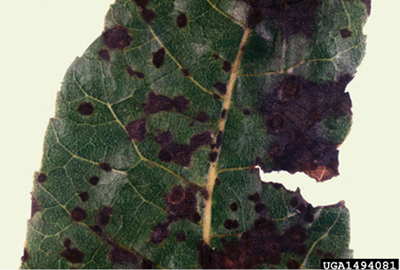 Fig. 14: Photograph of advanced scab infection on pecan leaf.