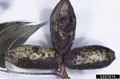 Fig. 15: Photograph of severe scab infection on pecan shucks.