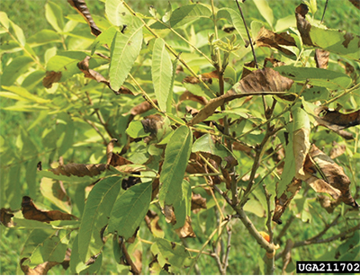 Fig. 16: Photograph of pecan bacterial leaf scorch.