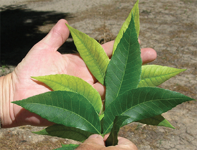 Fig. 17: Photograph of healthy leaf and leaf exhibiting inter-veinal chlorosis caused by iron deficiency.