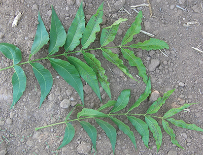 Fig. 18: Photograph of little leaf symptom caused by zinc deficiency.