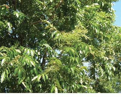 Fig. 19: Photograph of rosette and little leaf caused by zinc deficiency.