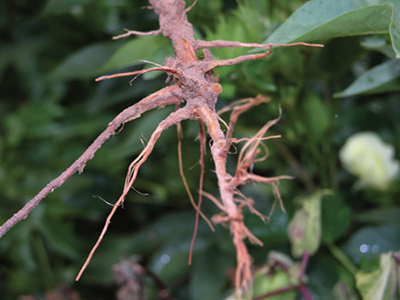 Fig. 02: Photograph of root rot caused by Phymatotrichopsis omnivora.
