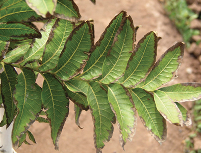 Fig. 21: Photograph of marginal leaf burn caused by excessive soil salt levels.