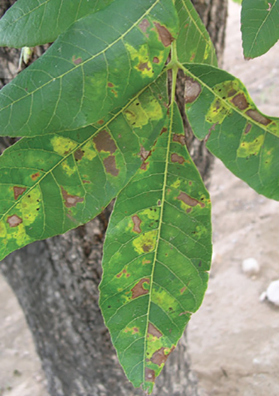 Fig. 26: Photograph of symptoms caused by black pecan aphid feeding.