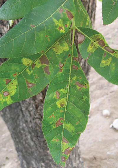 Pecan Nut Disease