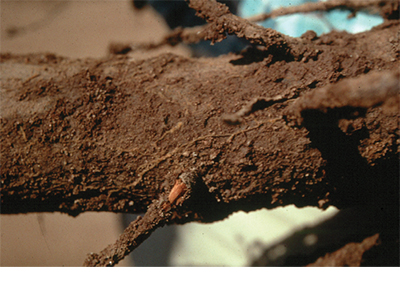 Fig. 03: Photograph of fungal strand of Phymatotrichopsis omnivora on a pecan root.
