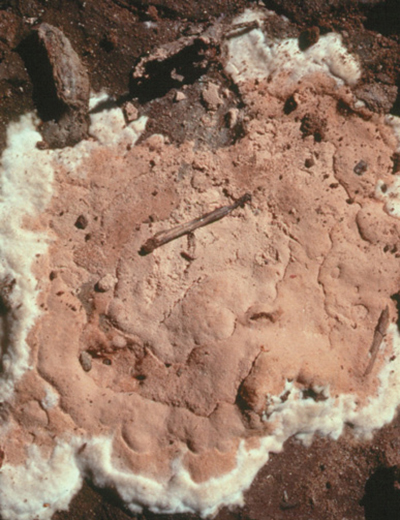 Fig. 05: Photograph of spore mat of Phymatotrichopsis omnivora.