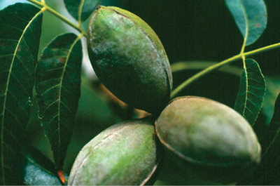 Fig. 06: Photograph of powdery mildew on pecan nuts.