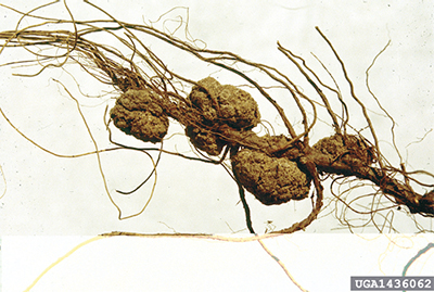 Fig. 09: Photograph of crown gall on pecan roots.