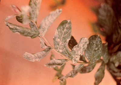 Fig. 07: Photograph of powdery mildew on pecan leaves.