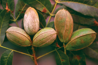 Fig. 08: Photograph of russet appearance on pecan nuts from infection by powdery mildew.