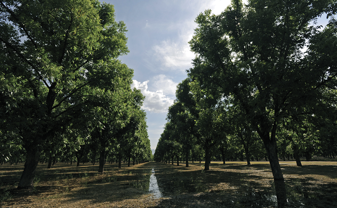 Photo of a row of pecan trees