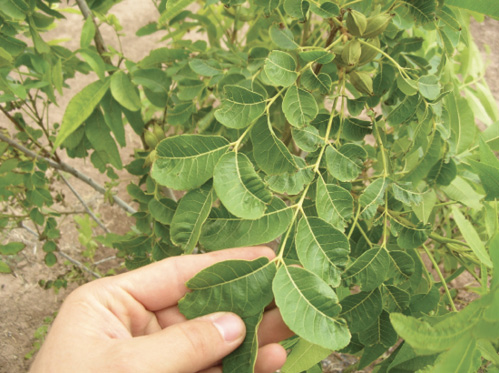 Photo of pecan leaves with rounded “mouse-eared” leaflets, demonstrating nickel deficiency.