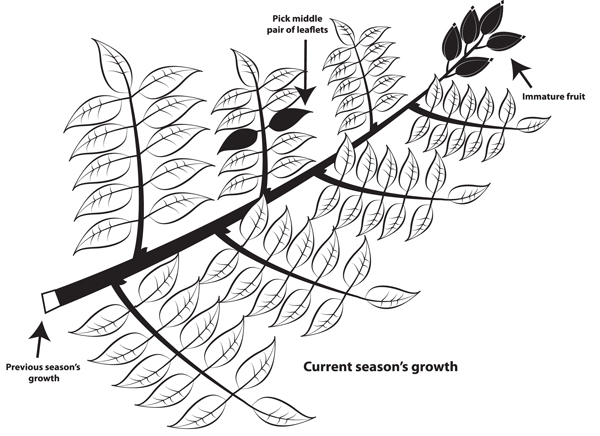 Figure 2. Recommended location to collect leaflet samples for tissue nutrient analyses.