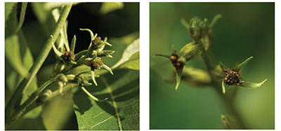 Fig. 02: Photograph of ‘Western’ and ‘Wichita’ female flowers.