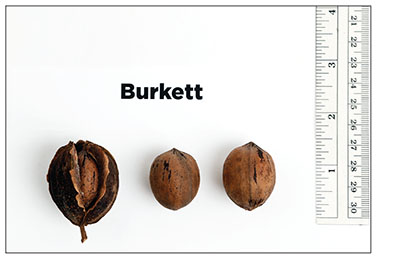 Fig. 03: Photograph of ‘Burkett’ nuts.