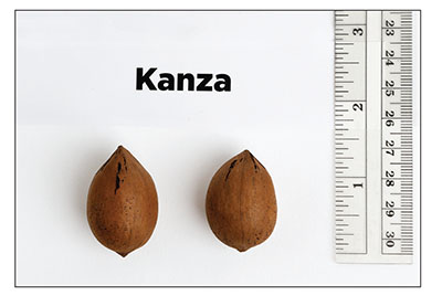 Fig. 05: Photograph of ‘Kanza’ nuts.