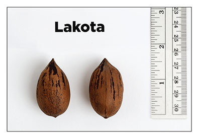 Fig. 06: Photograph of ‘Lakota’ nuts.