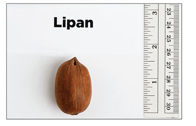Fig. 07: Photograph of ‘Lipan’ nut.