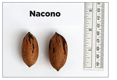 Fig. 08: Photograph of ‘Nacono’ nuts.