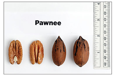 Fig. 09: Photograph of ‘Pawnee’ kernels and nuts.