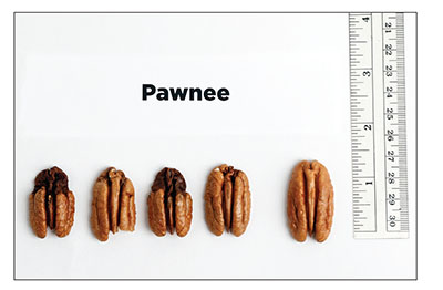 Fig. 10: Photograph of kernel necrosis symptoms of varying severity on ‘Pawnee’ kernels.