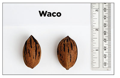 Fig. 11: Photograph of ‘Waco’ nuts.