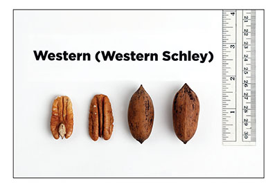 Fig. 12: Photograph of ‘Western’ kernels and nuts.