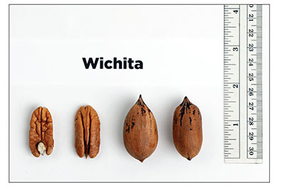 Fig. 13: Photograph of ‘Wichita’ kernels and nuts.
