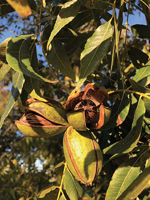 Photograph of pecan shucks opening to reveal nuts.