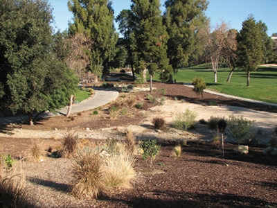 Photograph of a xeriscape landscape.