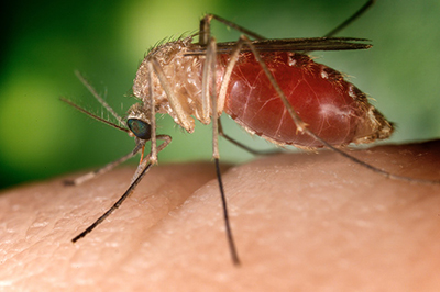 Fig. 1: The Asian tiger mosquito can harbor West Nile Virus