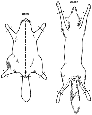 Fig. 1: Illustration showing cuts to produce open and cased pelts.
