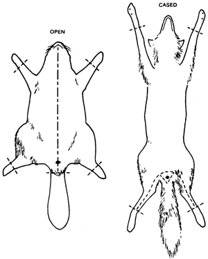 How To Skin A Fox