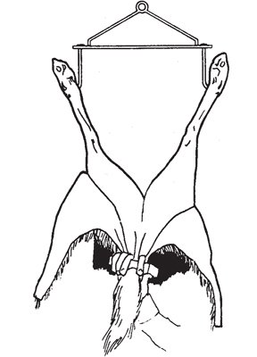 Fig. 3: Illustration of using a boning tool to skin the tail of an animal.