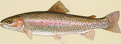 Figure 01: Illustration of a rainbow trout.