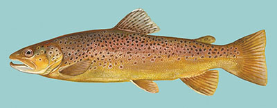 Figure 02: Illustration of a brown trout.