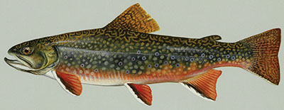 Figure 03: Illustration of a brook trout.