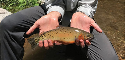 Figure 04: Photograph of a person holding a Rio Grande cutthroat trout.