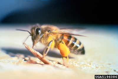 Photo of an Africanized honey bee.